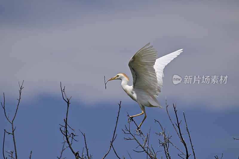 牛白鹭(Bubulcus ibis)